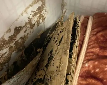 上海白蚁消杀那家好